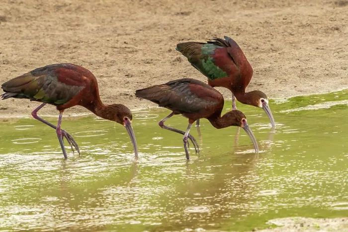 Framed Print : USA, Utah, Bear River National Wildlife Refuge. White-faced ibis feeding Framed Print : USA, Utah, Bear River National Wildlife Refuge. White-faced ibis feeding