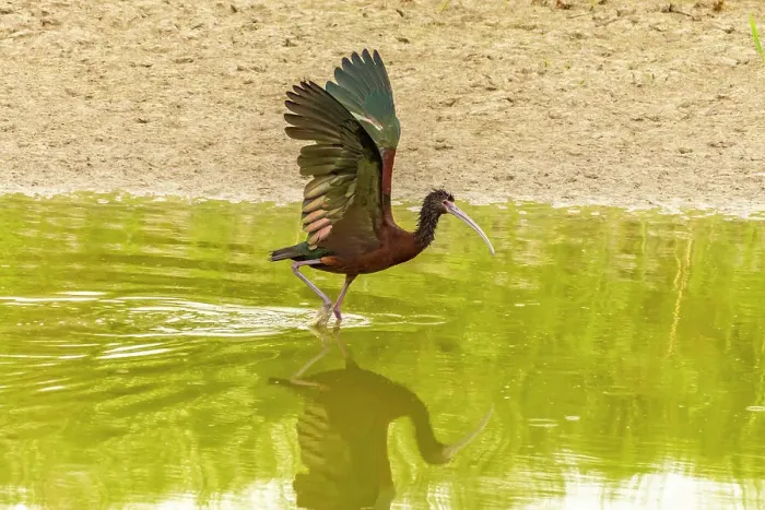 Framed Print : USA, Utah, Bear River National Wildlife Refuge. White-faced ibis with wing stretch Framed Print : USA, Utah, Bear River National Wildlife Refuge. White-faced ibis with wing stretch
