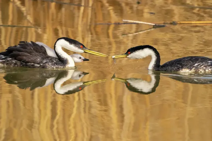 Framed Print : USA, Utah, Bear River National Wildlife Refuge. Western grebe adult with fish for chick Framed Print : USA, Utah, Bear River National Wildlife Refuge. Western grebe adult with fish for chick