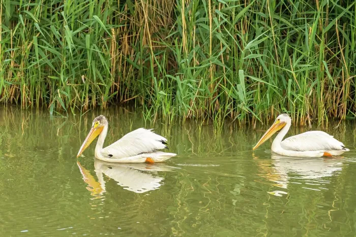Framed Print : USA, Utah, Bear River National Wildlife Refuge. Close-up of pelicans in water Framed Print : USA, Utah, Bear River National Wildlife Refuge. Close-up of pelicans in water