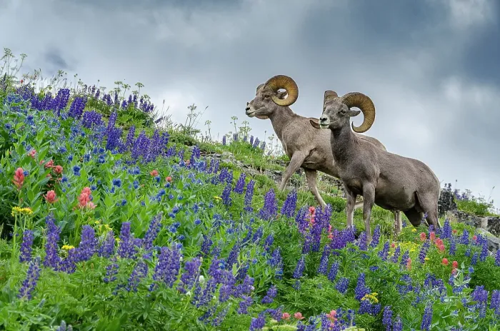 Framed Print : USA, Utah. Two bighorn rams grazing, Mount Timpanogos Framed Print : USA, Utah. Two bighorn rams grazing, Mount Timpanogos