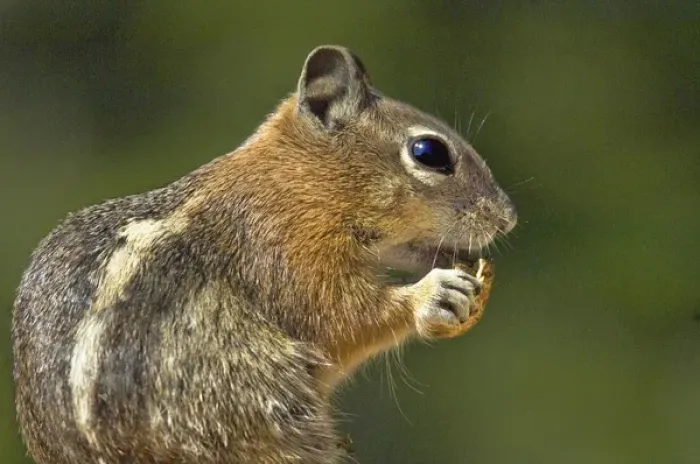 Framed Print : USA, Utah, Bryce Canyon National Park. Portrait of golden-mantled ground squirrel