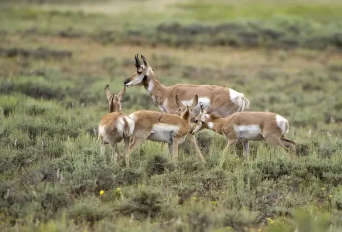 Framed Print : USA, Utah, Bryce Canyon National Park. Pronghorn antelope graze in open plains in Framed Print : USA, Utah, Bryce Canyon National Park. Pronghorn antelope graze in open plains in