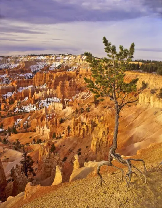 Framed Print : USA, Utah, Bryce Canyon National Park. Limber pine at Bryce Amphitheater; snow amid