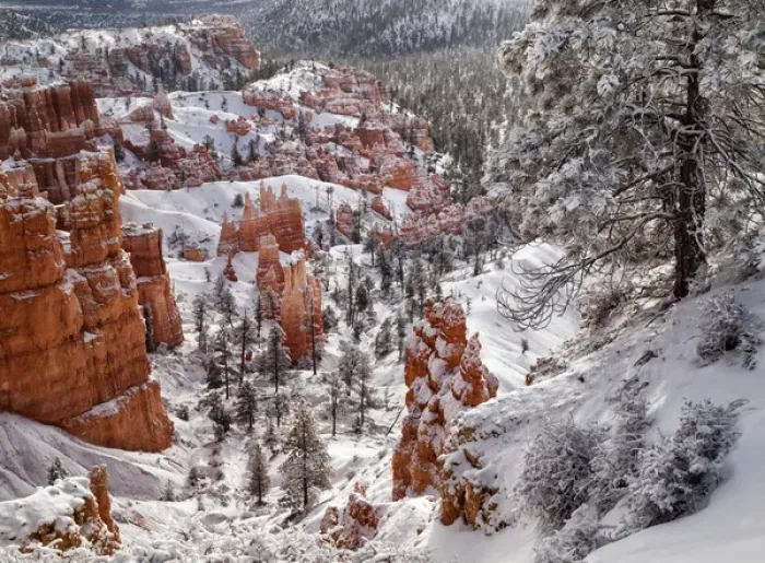 Framed Print : USA, Utah, Bryce Canyon National Park, Winter morning near Sunrise Point after fresh Framed Print : USA, Utah, Bryce Canyon National Park, Winter morning near Sunrise Point after fresh