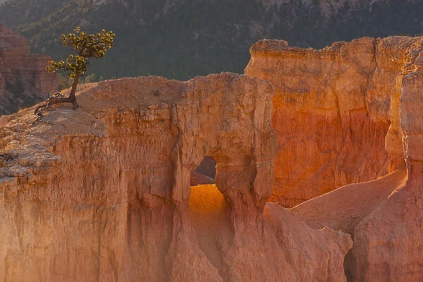 USA, Utah, Bryce Canyon National Park. Tree growing in rock formation. Credit as
