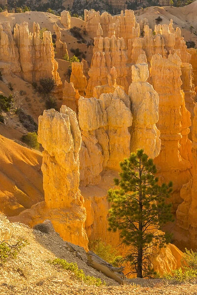 USA, Utah, Bryce Canyon National Park. Rock formations