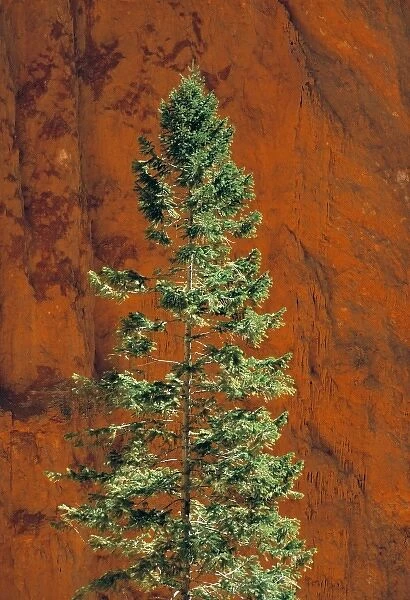 USA, Utah, Bryce Canyon NP. A stately pine tree seeks sunlight in Bryce Canyon National Park, Utah