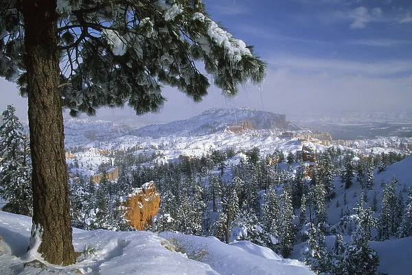 USA, Utah, Bryce Canyon in Winter. Credit as: Nancy Rotenberg  /  Jaynes Gallery  /  DanitaDelimont