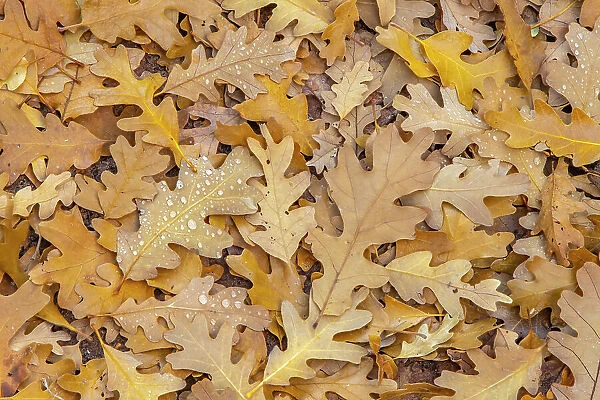 USA, Utah, Calf Creek Recreation Area. Dew on fallen oak leaves