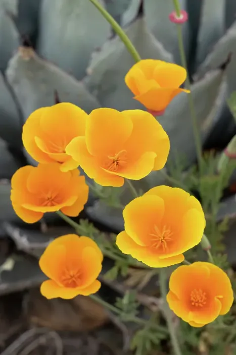 Framed Print : USA, Utah. California poppy Framed Print : USA, Utah. California poppy
