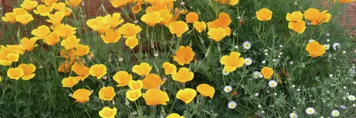 Framed Print : USA, Utah. California poppy