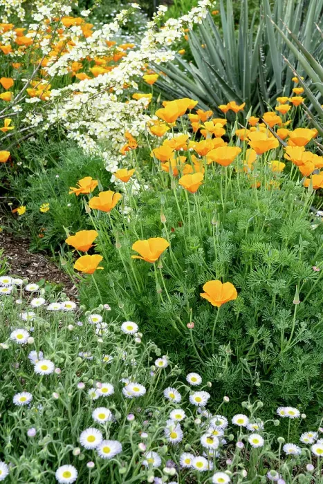 Framed Print : USA, Utah. California poppy and cliffrose (Purshia Mexicana), Red Butte Gardens Framed Print : USA, Utah. California poppy and cliffrose (Purshia Mexicana), Red Butte Gardens