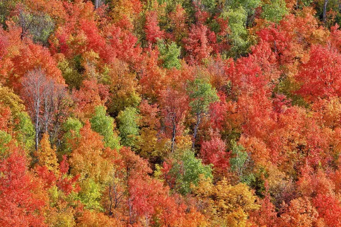 Framed Print : USA, Utah. Canyon maple and Aspen trees along Highway 89 east of Ogden Utah in full blazing fall color Framed Print : USA, Utah. Canyon maple and Aspen trees along Highway 89 east of Ogden Utah in full blazing fall color
