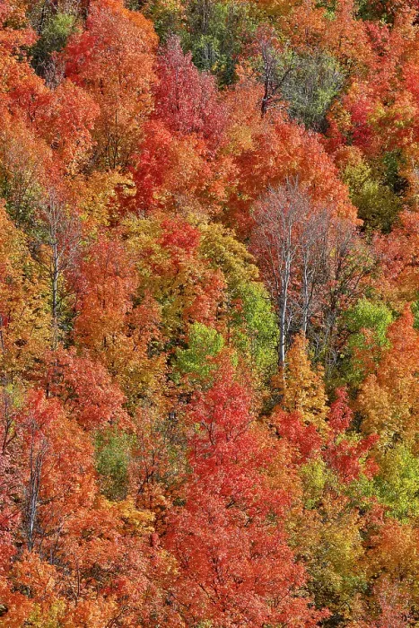 Framed Print : USA, Utah. Canyon maple and Aspen trees along Highway 89 east of Ogden Utah in full blazing fall color Framed Print : USA, Utah. Canyon maple and Aspen trees along Highway 89 east of Ogden Utah in full blazing fall color
