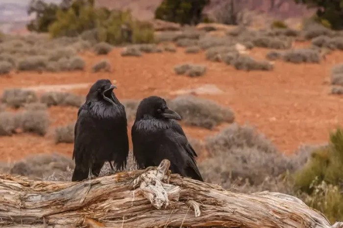 Framed Print : USA, Utah, Canyonlands National Park. Pair of ravens on log Framed Print : USA, Utah, Canyonlands National Park. Pair of ravens on log