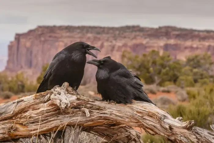 Framed Print : USA, Utah, Canyonlands National Park. Pair of ravens on log Framed Print : USA, Utah, Canyonlands National Park. Pair of ravens on log