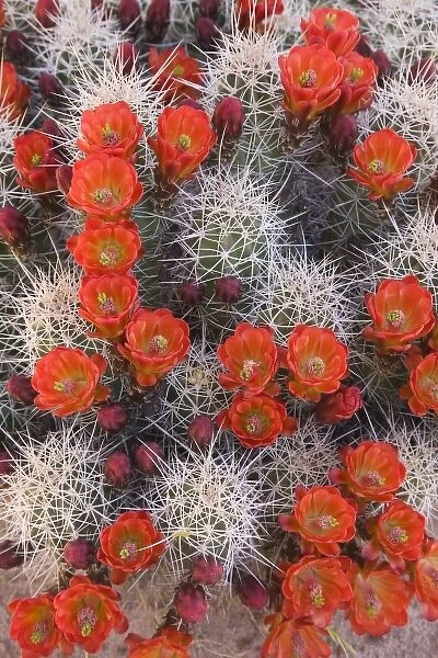 USA, Utah, Canyonlands National Park. Close-up of claretcup cactus in bloom