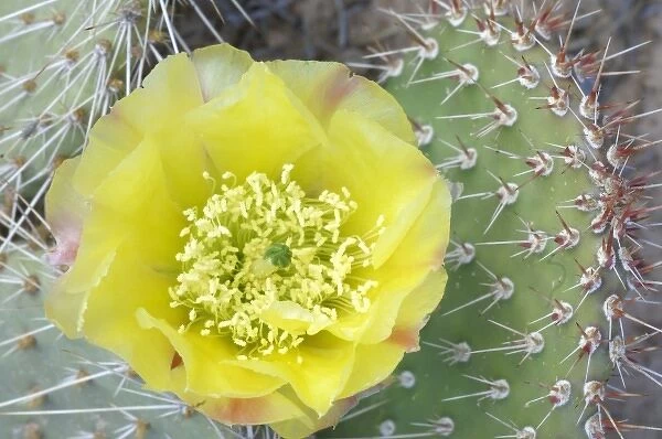 USA, Utah, Canyonlands, NP, Desert Prickly Pear Cactus (Opuntia phaeacantha)