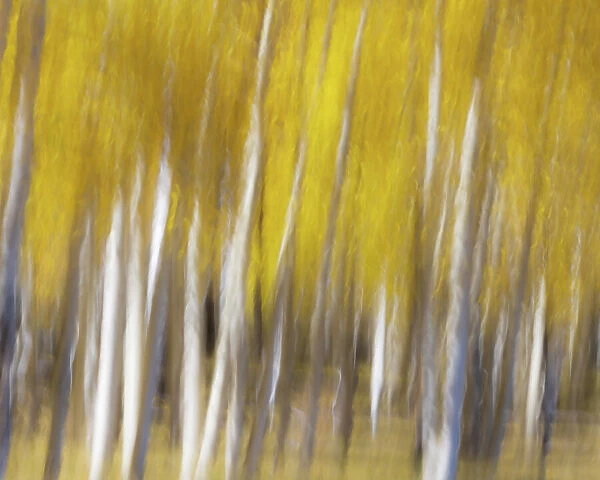 USA, Utah, Capital Reef National Park. Abstract of aspen trees in autumn