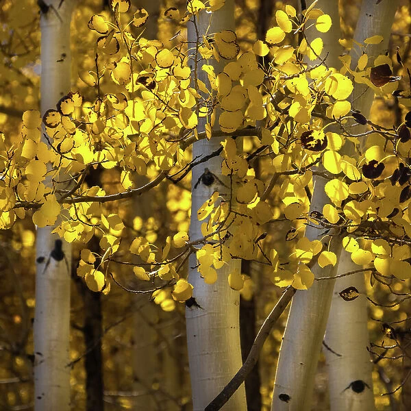 USA, Utah, Capital Reef National Park. Close-up of aspen trees in sunlit yellow color