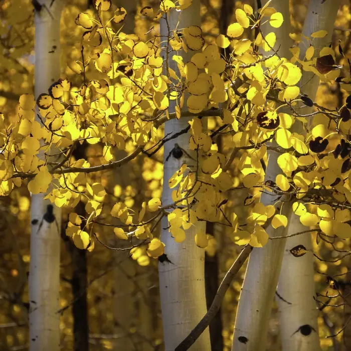 Framed Print : USA, Utah, Capital Reef National Park. Close-up of aspen trees in sunlit yellow color