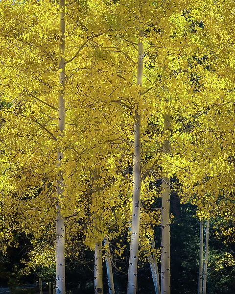 USA, Utah, Capital Reef National Park. Aspen trees in sunlit yellow color
