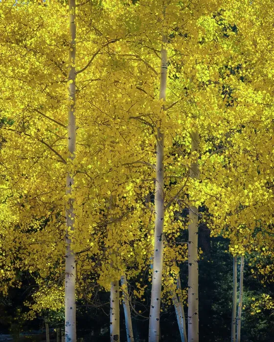 Framed Print : USA, Utah, Capital Reef National Park. Aspen trees in sunlit yellow color Framed Print : USA, Utah, Capital Reef National Park. Aspen trees in sunlit yellow color