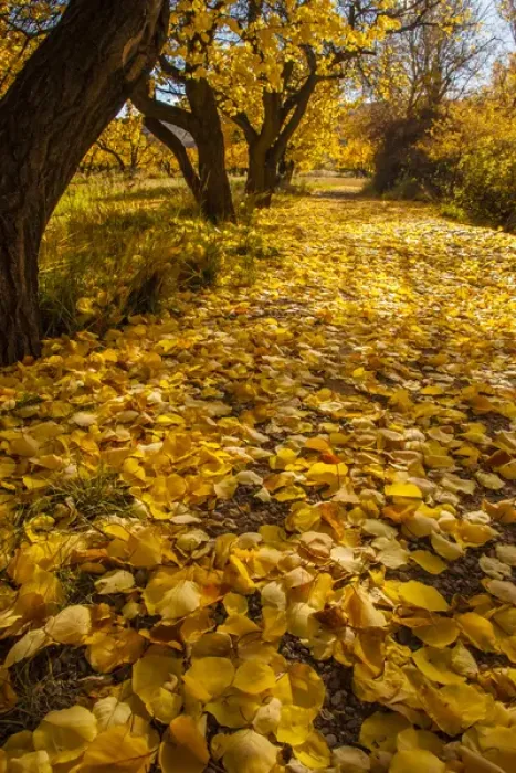 Framed Print : USA, Utah, Capitol Reef. Autumn leaves on Fremont River Trail Framed Print : USA, Utah, Capitol Reef. Autumn leaves on Fremont River Trail