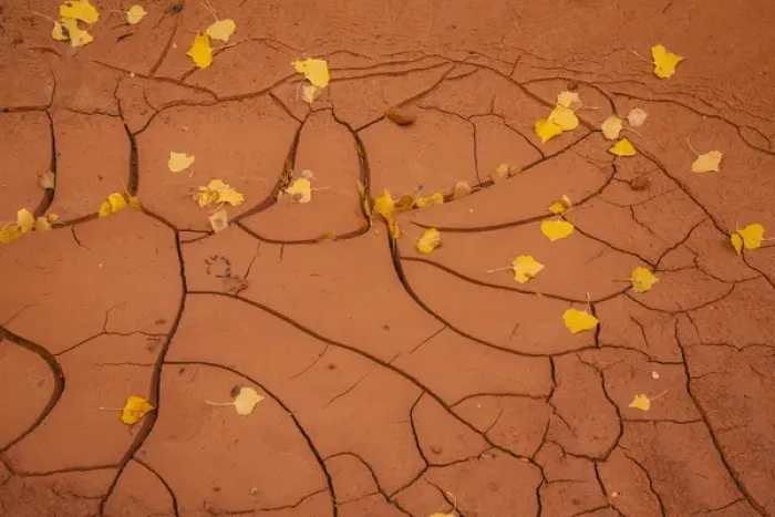 Framed Print : USA, Utah, Capitol Reef. Cracked mud and fall leaves Framed Print : USA, Utah, Capitol Reef. Cracked mud and fall leaves