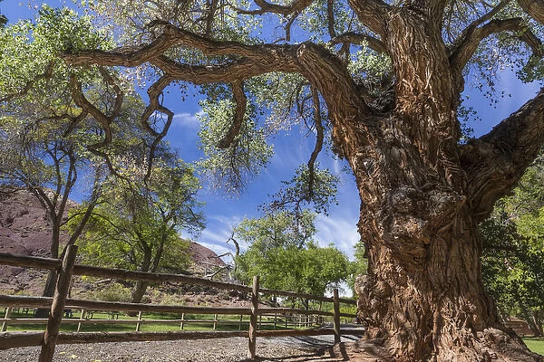 USA, Utah, Capitol Reef National Park. Old cottonwood tree and fence