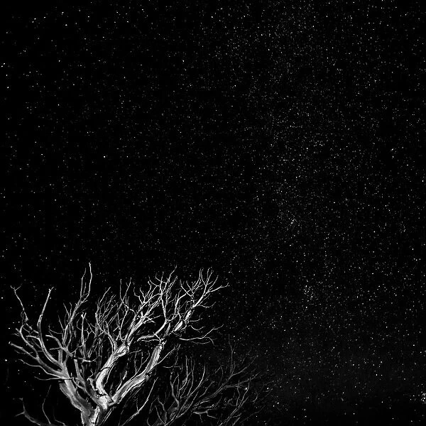 USA, Utah, Capitol Reef National Park. Dead tree and night sky