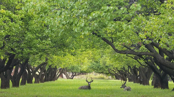 USA, Utah, Capitol Reef National Park. Deer in sylvan orchard