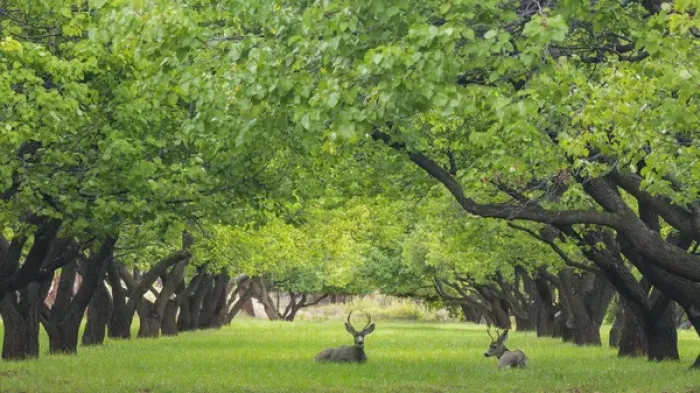 Framed Print : USA, Utah, Capitol Reef National Park. Deer in sylvan orchard Framed Print : USA, Utah, Capitol Reef National Park. Deer in sylvan orchard