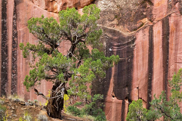 USA, Utah, Capitol Reef National Park. Juniper tree and a cliff streaked with desert varnish