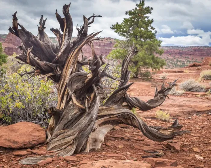 Framed Print : USA, Utah, Capitol Reef National Park. Gnarled juniper tree Framed Print : USA, Utah, Capitol Reef National Park. Gnarled juniper tree
