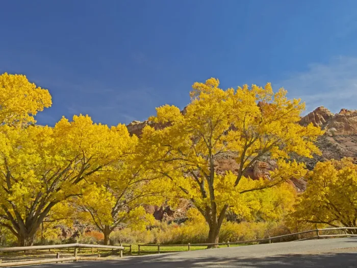 Framed Print : USA, Utah. Capitol Reef National Park, The Castle with Golden Fremont Cottonwood trees Framed Print : USA, Utah. Capitol Reef National Park, The Castle with Golden Fremont Cottonwood trees