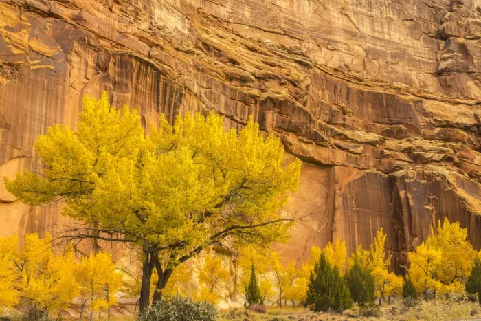 Framed Print : USA, Utah, Capitol Reef National Park. Mountain and cottonwood trees in autumn Framed Print : USA, Utah, Capitol Reef National Park. Mountain and cottonwood trees in autumn