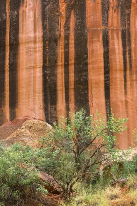 Framed Print : USA, Utah, Capitol Reef National Park, Mineral-stained walls of Wingate Sandstone form Framed Print : USA, Utah, Capitol Reef National Park, Mineral-stained walls of Wingate Sandstone form