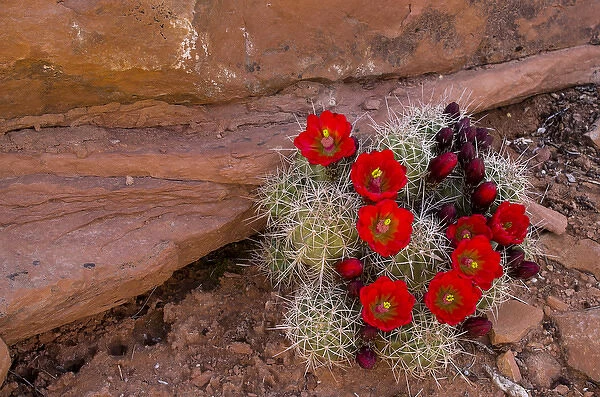 USA, Utah, Cedar Mesa. Red flowers of claret cup cactus in bloom on slickrock