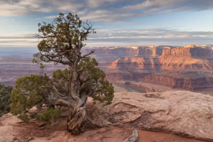 Framed Print : USA, Utah, Dead Horse Point State Park. Sunrise on juniper and canyon. Credit as Framed Print : USA, Utah, Dead Horse Point State Park. Sunrise on juniper and canyon. Credit as
