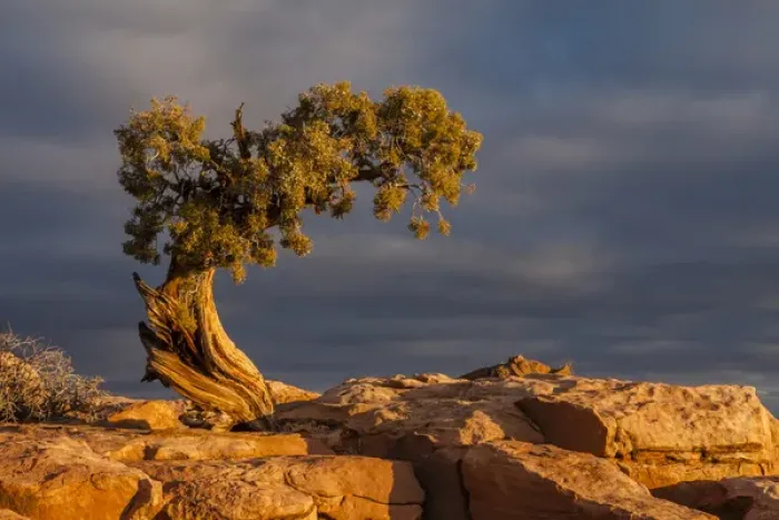 Framed Print : USA, Utah, Dead Horse Point State Park. Sunrise on juniper tree Framed Print : USA, Utah, Dead Horse Point State Park. Sunrise on juniper tree