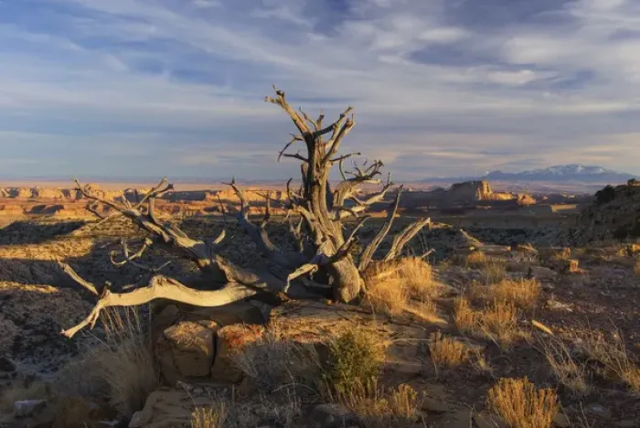 Framed Print : USA, Utah. A dead snag overlooking the San Rafael Swell Framed Print : USA, Utah. A dead snag overlooking the San Rafael Swell