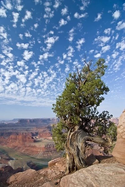 USA, Utah, Deadhorse Point SP. Old Juniper perches on mesa rim under a big buttermilk sky