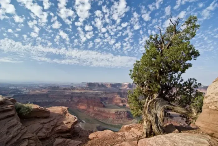 Framed Print : USA, Utah, Deadhorse Point SP. Old Juniper perches on mesa rim under a big buttermilk sky
