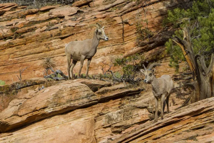 Framed Print : USA, Utah, Desert Bighorn sheep on the sandstone cliffs of Zion National Park Framed Print : USA, Utah, Desert Bighorn sheep on the sandstone cliffs of Zion National Park