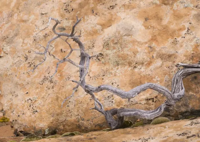Framed Print : USA, Utah, Dixie National Forest. Twisted dead branch and sandstone rock wall. Credit as Framed Print : USA, Utah, Dixie National Forest. Twisted dead branch and sandstone rock wall. Credit as