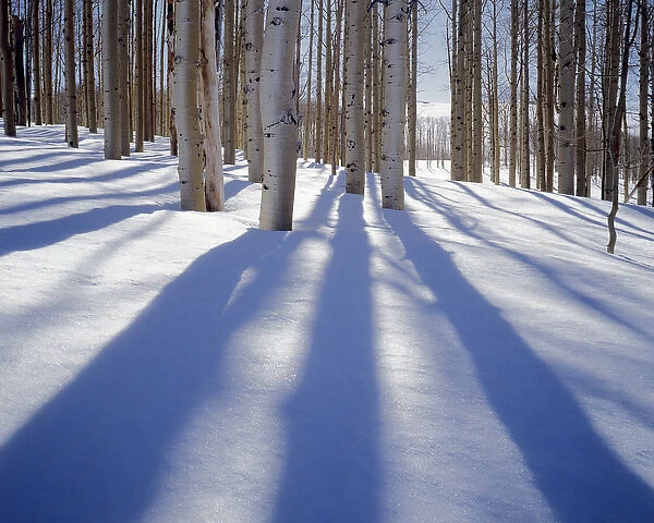 USA, Utah, Dixie National Forest, Aspens in winter