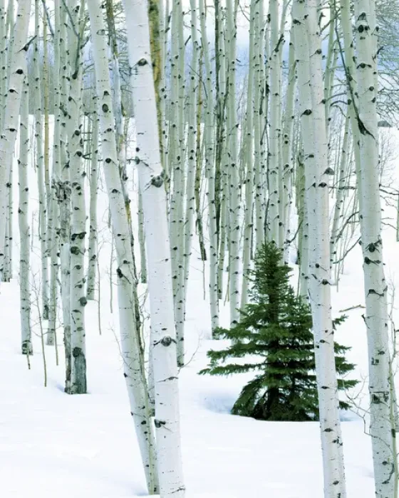 Framed Print : USA, Utah, Dixie National Forest, Fir in Aspen grove Framed Print : USA, Utah, Dixie National Forest, Fir in Aspen grove