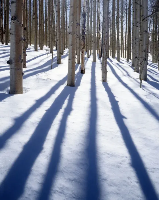 Framed Print : USA, Utah, Dixie Natoinal Forest, Aspen